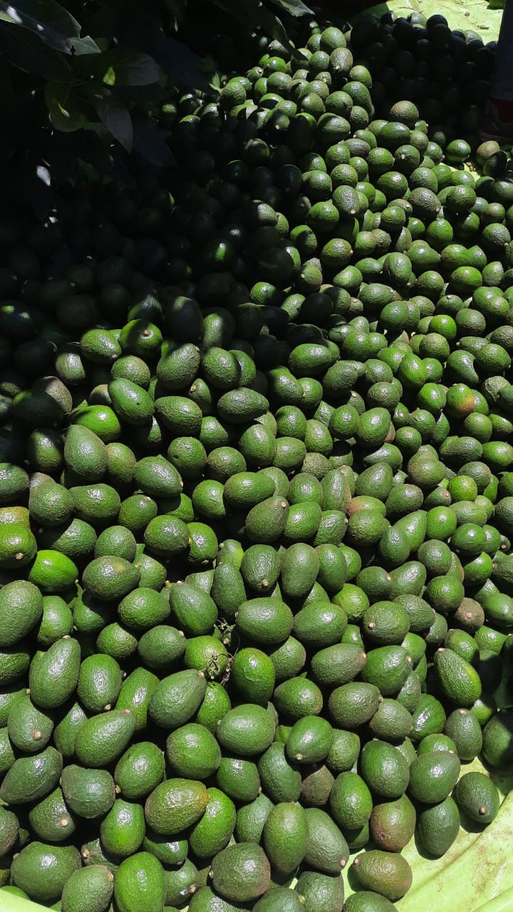 Fresh Avocados